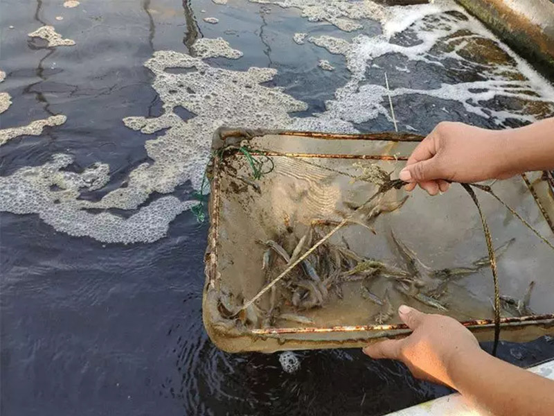 手持水質(zhì)檢測儀對水產(chǎn)養(yǎng)殖有什么幫助