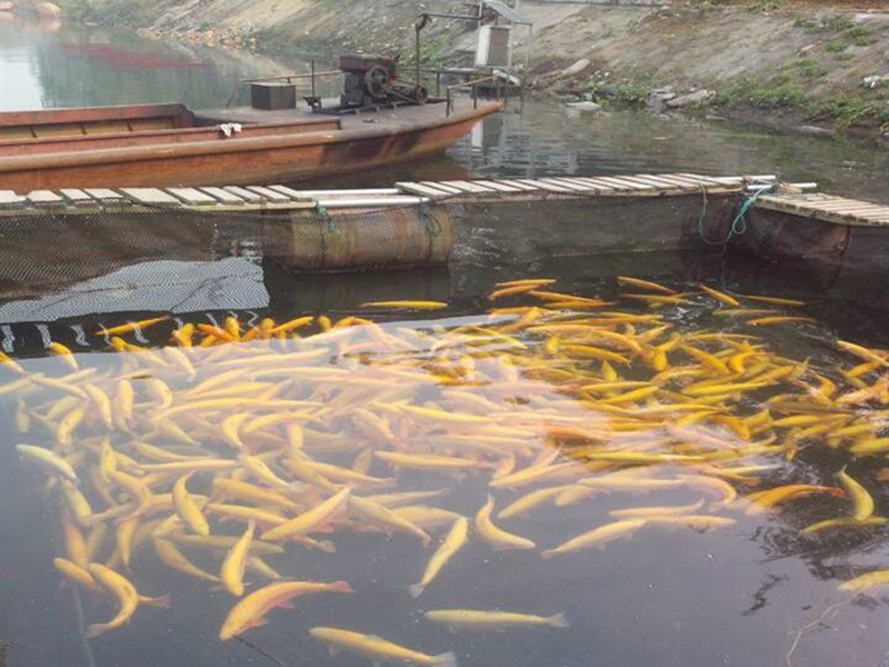 余氯含量對(duì)于水產(chǎn)養(yǎng)殖有怎樣的影響 余氯含量對(duì)于水產(chǎn)養(yǎng)殖有怎樣的影響