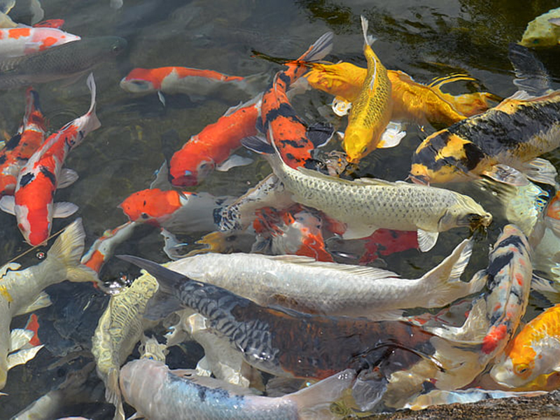 魚塘水中氨氮含量過高會有什么影響 魚塘水中氨氮含量過高會有什么影響