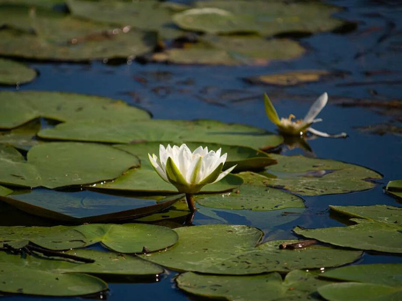 水質(zhì)氨氮的監(jiān)測(cè)現(xiàn)狀 水質(zhì)氨氮的監(jiān)測(cè)現(xiàn)狀